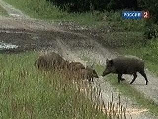 Кабаны на Бештау