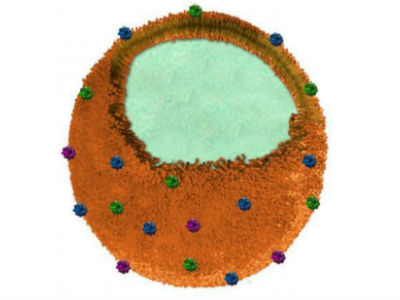 Строение наногубки: полимерное ядро (белое), оболочка из мембраны эритроцита (рыжая) и атакующие токсины (синие, зелёные, красные) (иллюстрация University of California).