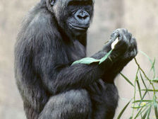 Геном Камилы (западной равнинной гориллы, показана на снимке) учёные дополнительно сравнили с частично прочитанным геномом восточной равнинной гориллы (Gorilla beringei graueri) (фото San Diego Zoo Safari Park).