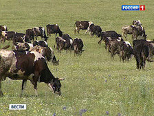 Корова упала..... Корова упала.....