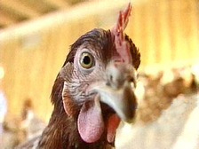 Фермерам запретили убивать курицу, проглотившую серьгу с бриллиантом - фото 1