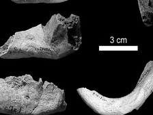 Нижняя челюсть гибрида человека и неандертальца  ((фото PLOS ONE).)