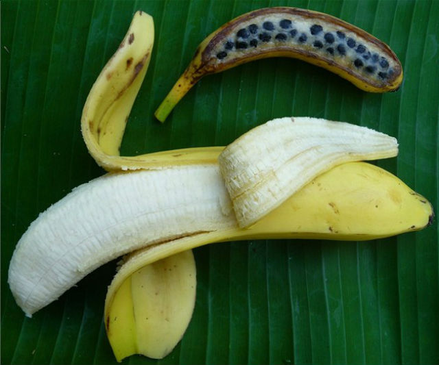 Коммерческий банан сорта Каведиш и его дикий прародитель Musa acuminate (фото Angélique D'Hont, CIRAD).