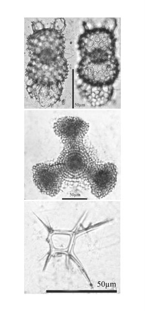 ,     : ( ) Didymocyrtis tetrathalamus; Dictyocoryne truncatum; Zygocircus rhombus) ( Bjorklund et al., Journal of Micropalaeontology 2012).