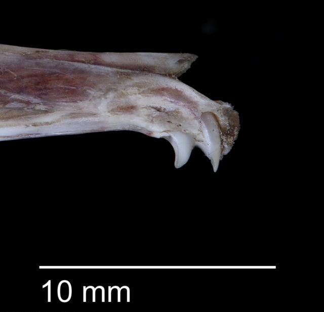 Передние резцы животного по своему строению являются скорее клыками и почти бесполезны для грызения (фото David Paul).