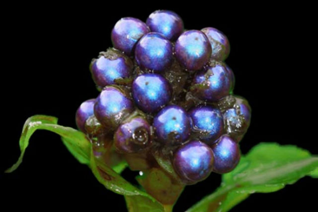 Обладающее удивительной окраской плодов растение Pollia condensata произрастает в Африке (фото P. Moult).