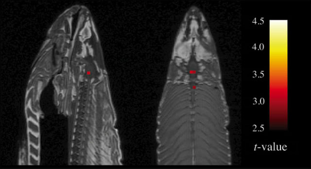 Американские нейробиологи исследовали на магнитно-резонансном томографе мёртвую сёмгу и обнаружили у неё активность мозга (иллюстрация Bennett et. al.).