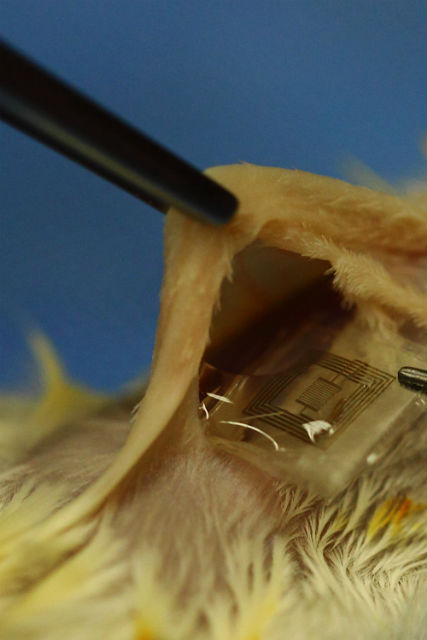 Биоразлагаемая интегральная микросхема имплантируется под кожу крысы (фото Beckman Institute, University of Illinois, Tufts University).