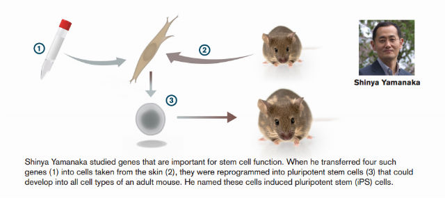 Яманака передал четыре гена стволовых клеток в зрелые клетки соединительной ткани, после чего они приобрели все функции стволовых клеток (иллюстрация 2012 The Nobel Committee for Physiology or Medicine).