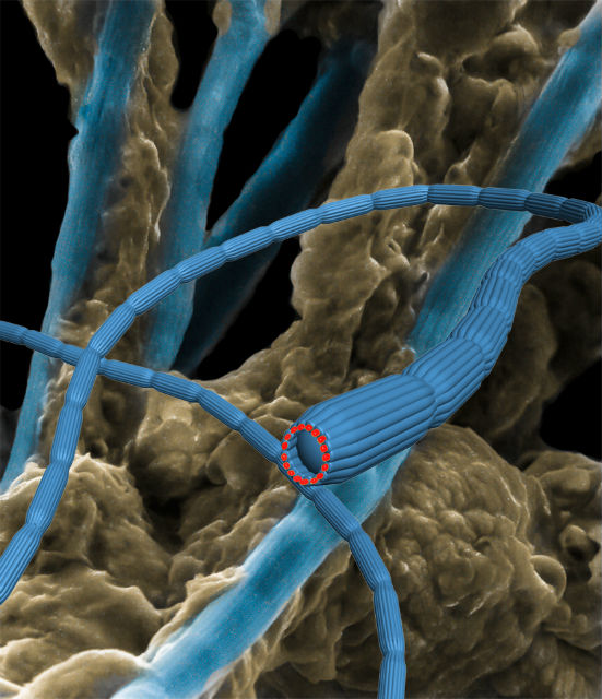Компьютерная модель кабелей из клеток бактерий в морском иле (иллюстрация Mingdong Dong, Jie Song, Nils Risgaard-Petersen).