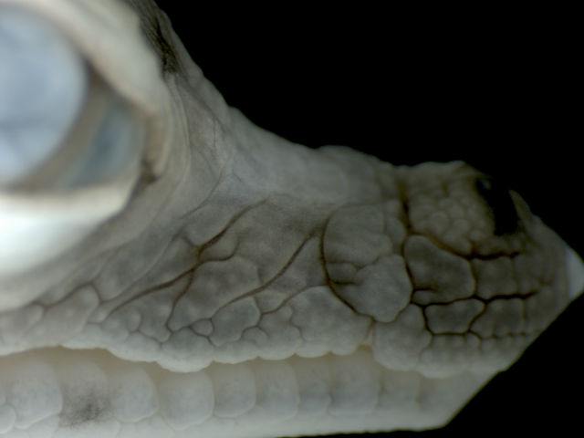 На позднем этапе эмбрионального развития у крокодилов начинают проявляться борозды. Сначала они представляют собой лишь тоненькие трещинки, но со временем удлиняются, становятся глубже и образуют запутанные сети, обходя стороной островки с рецепторами (фото Nicolas Di-Poi, Michel Milinkovitch).