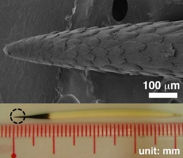 Структура наконечника иглы дикобраза под микроскопом (иллюстрация Jeffrey Karp, Harvard Medical School).