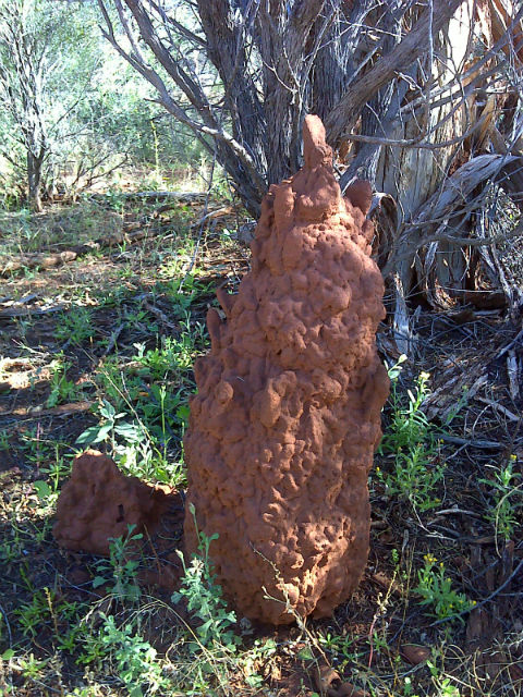 Термитник, расположенный близ месторождения золота в Западной Австралии (фото CSIRO).