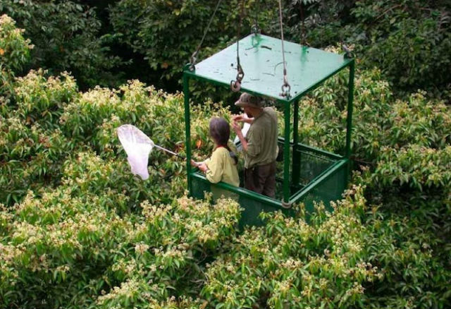 Учёные с помощью сачка собирают членистоногих в лесу Сан-Лоренцо (фото Jurgen Schmidl/ Friedrich-Alexander-Universität Erlangen-Nürnberg).