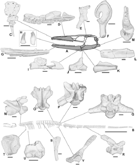 Реконструкция черепа (сверху в центре) и скелета (снизу в центре) проведена благодаря хорошо сохранившимся фрагментам костей (иллюстрация PLOS ONE).