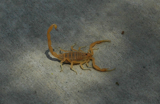 Аризонский древесный скорпион (Centruroides sculpturatus) (фото Brian Basgen).