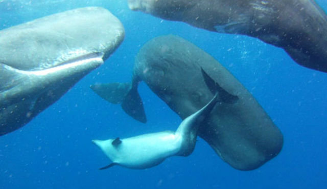 Находясь вблизи поверхности, необычная группа млекопитающих общается: дельфин трётся о своих гигантских товарищей, кашалоты отвечают ему взаимностью (фото Alexander D. M. Wilson/Aquatic Mammals).