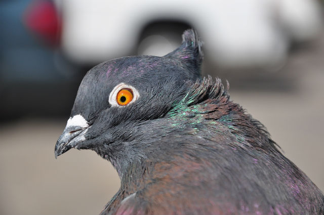Индийский голубь с веерообразным хвостом (фото Michael D. Shapiro, University of Utah).