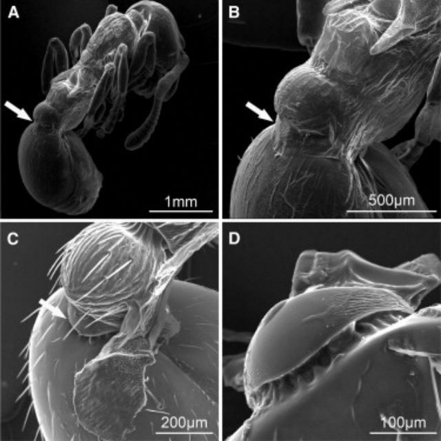 Изображение куколки рыжего муравья (Myrmica scabrinodis) под электронным микроскопом. Стрелкой указаны выросты на брюшке, с помощью которых насекомые издают звуки (фото Current Biology, Casacci et al.).