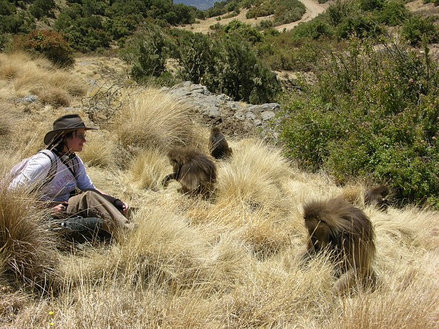 Ведущий автор исследования Ализа лё Руа ведёт наблюдение за несколькими геладами (фото Thore Bergman).