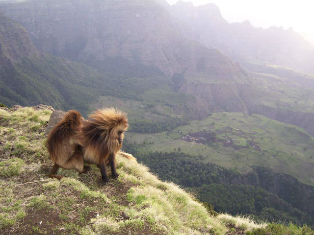 Гелады – редкий вид приматов из семейства мартышковых, который населяет высокогорные плато Эфиопии (фото Aliza le Roux).