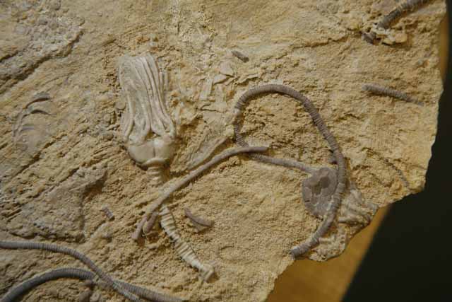 На снимке ископаемые морские организмы возрастом около 350 миллионов лет, известные как криноидеи или морские лилии (фото Kevin Fitzsimons, Ohio State University).