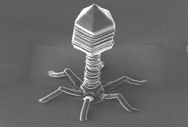 Бактериофаг под микроскопом (фото Drew March/Flickr).