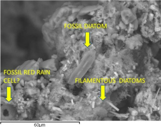Фотография, полученная сканирующим электронным микроскопом, и структуры, которые были обнаружены учёными (фото с сайта journalofcosmology.com).