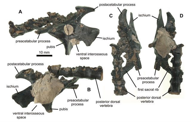 Набор косточек, которые обнаружили учёные при дальнейшем изучении места находки (иллюстрация PLOS ONE).
