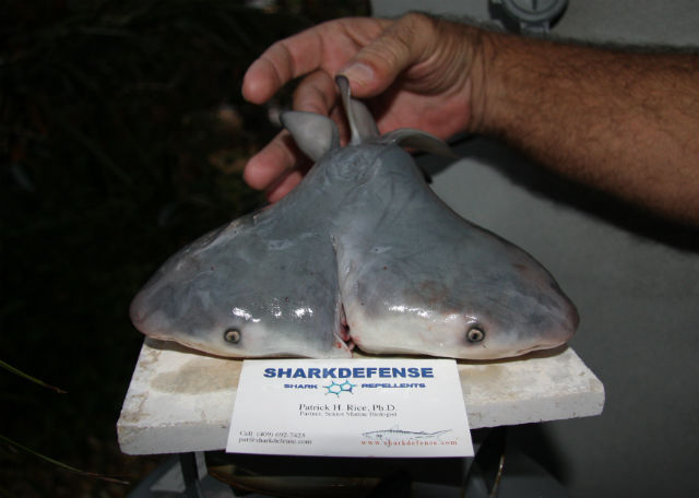 Двухголовая акула-бык или тупорылая акула (фото Patrick Rice, Shark Defense/Florida Keys Community College).