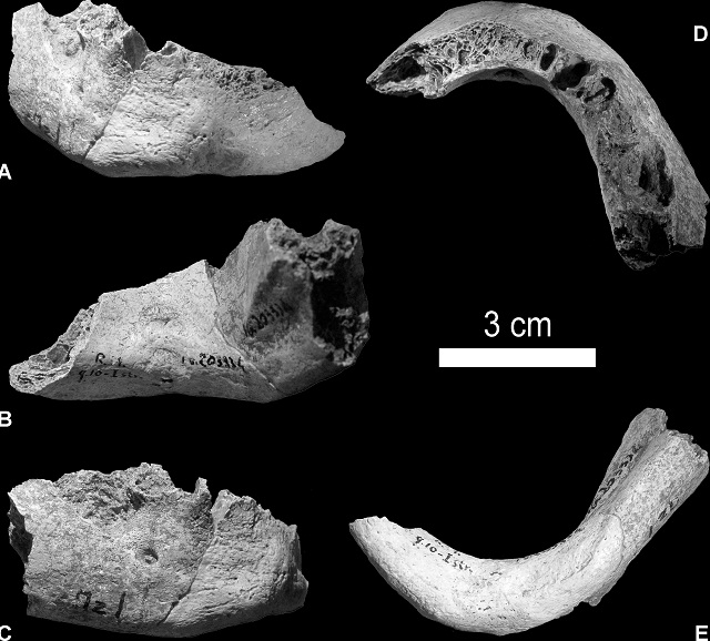 Нижняя челюсть гибрида человека и неандертальца 