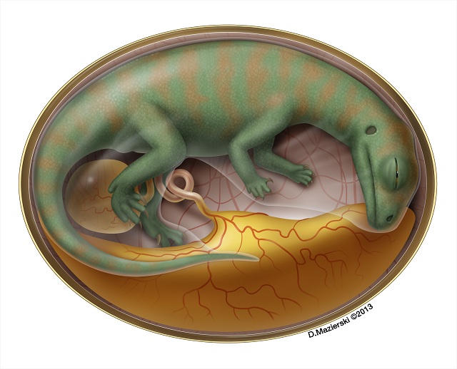 Эмбрион люфенгозавра (иллюстрация D. Mazierski).