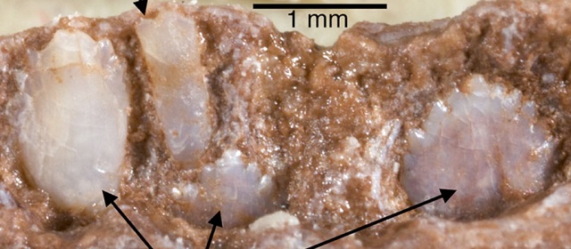 Зубы эмбриона люфенгозавра (фото Robert R. Reisz, University of Toronto).