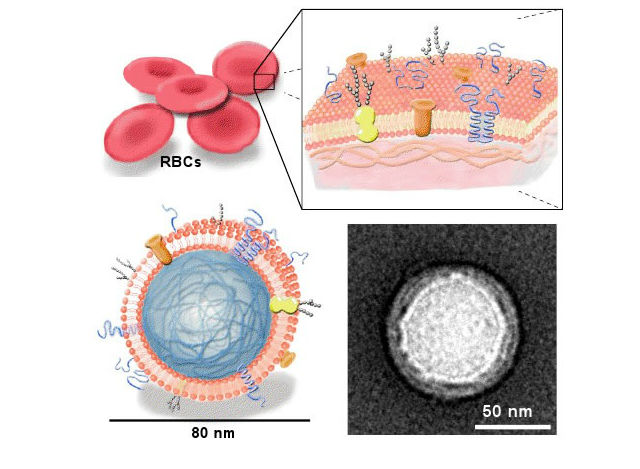 Мембрана эритроцита защищает полимерное ядро от иммунной системы. Справа внизу фото такой "наногубки", полученное просвечивающим электронным микроскопом (иллюстрация Jacobs School of Engineering).