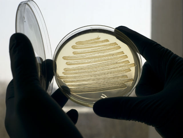 В борьбе против патогенов учёные наняли бактерию E.coli для выслеживания и уничтожения вредоносных микроорганизмов. 