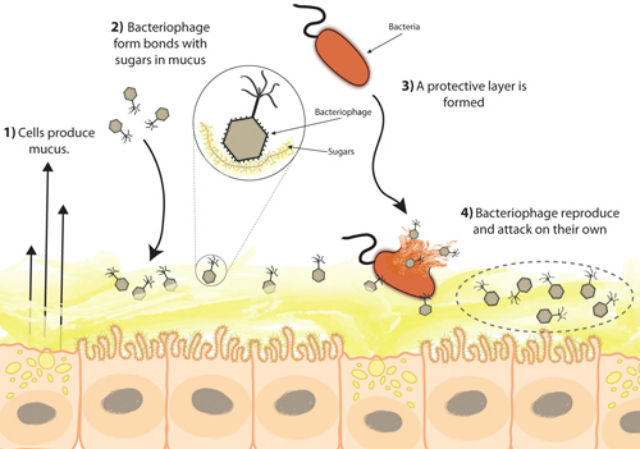 1 — клетки вырабатывают слизь, 2 – к поверхности ткани, покрытой слизью, прикрепляются бактериофаги, 3 — формируется защитный слой, 4 — бактериофаги размножаются и атакуют бактерии 