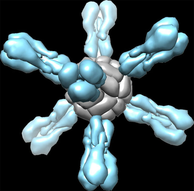 Эта конструкция, представляющая собой ферритиновое основание (серое) и восемь гемагглютининовых стержней (голубые), является основой новейшей вакцины от гриппа (иллюстрация NIAID). 