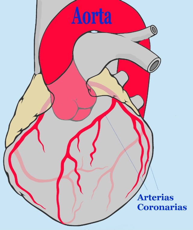 Аорта является крупнейшим непарным кровеносным сосудом, который обеспечивает регулирование кровяного давления, что очень важно для правильной работы мозга (фото Patrick J. Lynch/Wikimedia Commons).