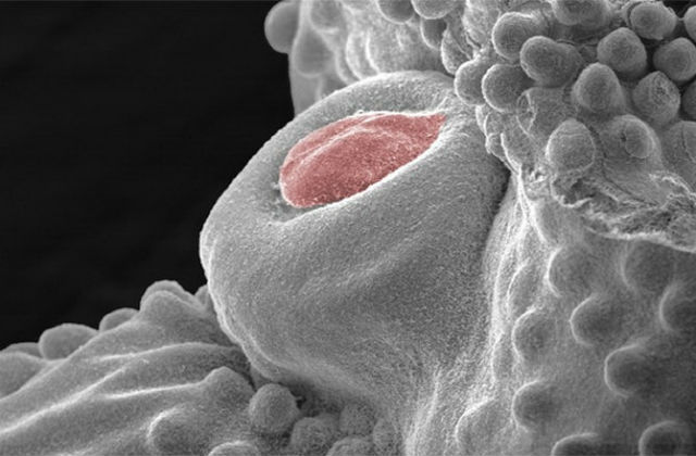 Развитие наружных половых органов у курообразных прекращается ещё до появления птенцов на свет (фото A.M. Herrera, M.J. Cohn, University of Florida). 