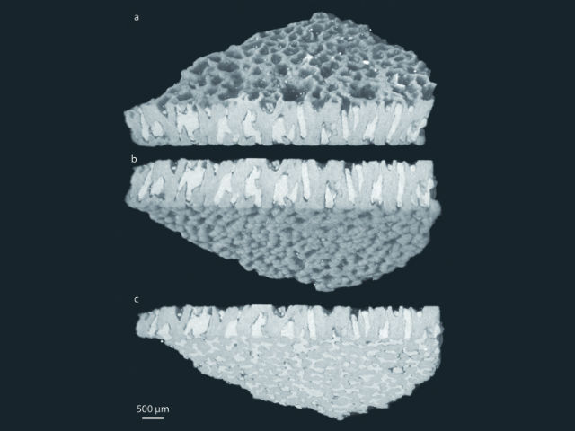Электронная фотография структуры яичной скорлупы найденных в Португалии образцов: a — внешний слой, b — внутренний слой, c — поперечное сечение. Масштабная линейка — 500 микрометров (фото Scientific Reports, Museu da Lourinha). 