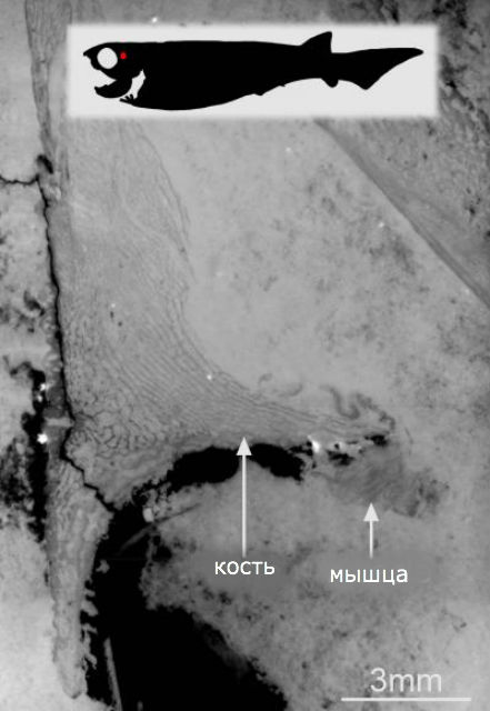 Рентгеновский снимок окаменелостей древней плакодермы. Масштабная линейка 3 миллиметра (фото Sophie Sanchez/ESRF). 