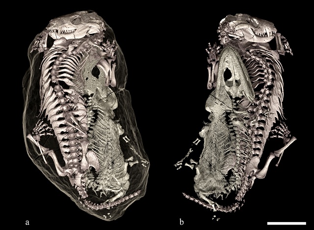 3D-реконструкция окаменелостей под разными углами (иллюстрация ESRF/V. Fernandez).