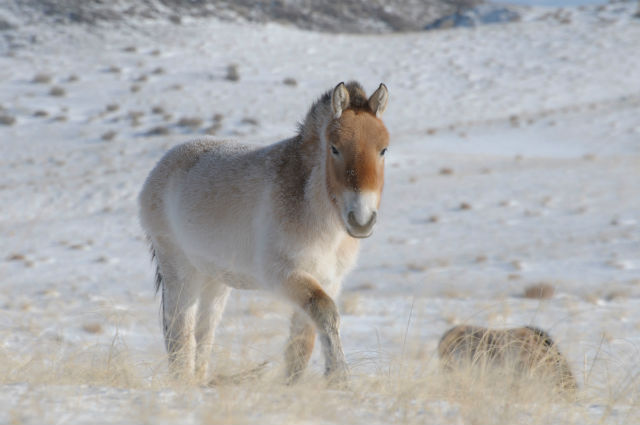 лошадь, которая находится на грани исчезновения (фото Claudia Feh, Association pour le cheval de Przewalski). 