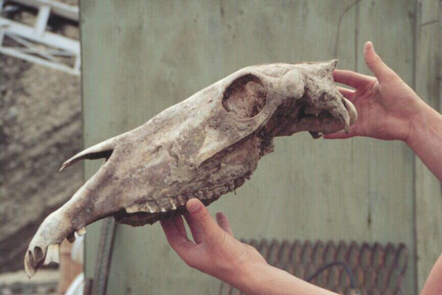 Кость древней лошади, исследованием которой занимались датские генетики (фото D.G. Froese). 