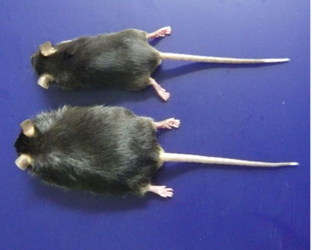 На то, чтобы "заболеть" ожирением, мышам потребовалось чуть больше полугода диеты с высоким содержанием жиров (фото Eiji Hara/Japanese Foundation for Cancer Research). 