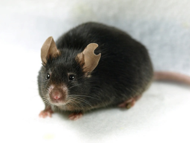 При терапевтическом клонировании мышей использовались клетки венозной крови, взятой из хвостов грызунов (фото Atsuo Ogura/Biology of reproduction).
