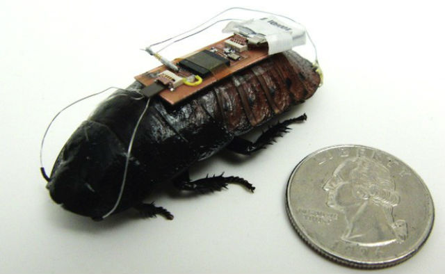 К спинкам тараканов прикрепляется миниатюрная плата, которая соединяется с его усиками при помощи проводов. Движениями насекомого можно управлять дистанционно, сообщая органам чувств электрические заряды (фото Alper Bozkurt). 