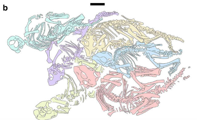 Рисунок, иллюстрирующий положение косточек молодых динозавров. Особи 2-6 к моменту смерти достигли возраста двух лет, особь 1 была трёх лет отроду. Масштабная линейка – 5 сантиметров (иллюстрация Institute of Vertebrate Paleontology and Paleoanthropology).