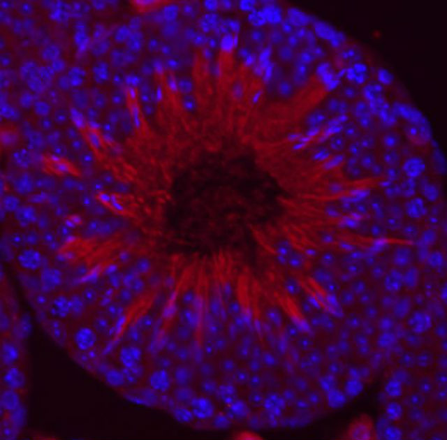 Флуоресцентная микрофотография мышиных яичек. Красным обозначена экспрессия белка GNAT3 в зрелой сперме (фото M.R. Parker). 