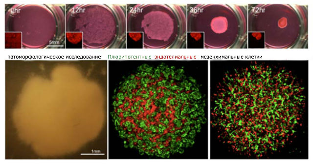 Самоорганизация клеток в целостную структуру, из которой в организме мыши выросла печень (фото Yokohama City University Department of Regenerative Medicine). 